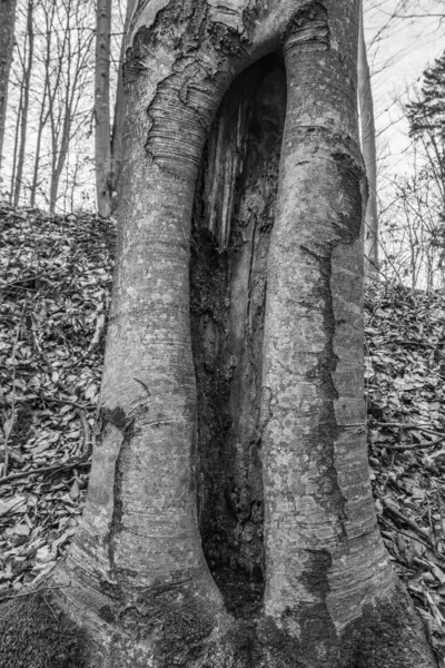 bir ağaç gövdesinin siyah beyaz fotoğrafı