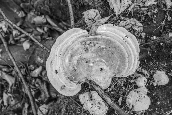 Ormandaki bir mantarın yakın plan çekimi.