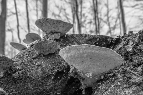 Güdük üzerinde büyüyen mantar