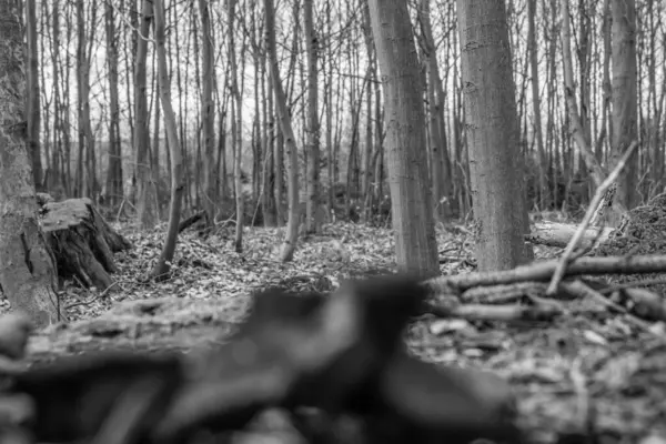Ormanın siyah beyaz fotoğrafı.