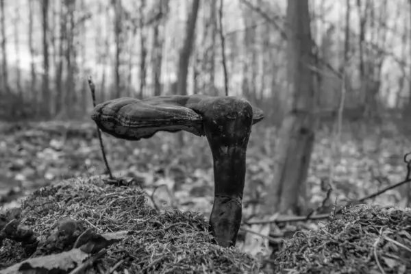 Siyah arkaplanı olan bir ağaç kütüğünün yakın plan çekimi.