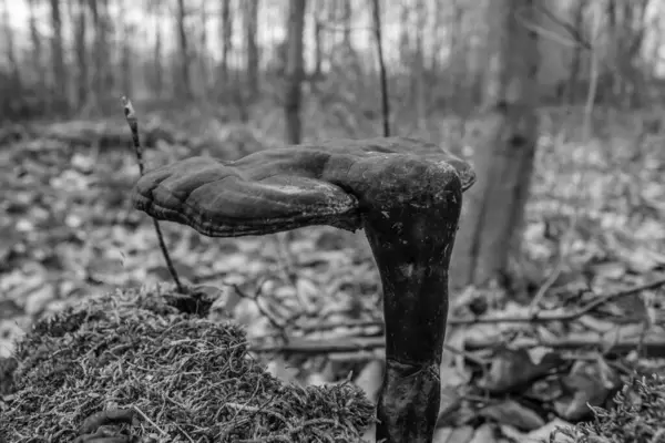 Siyah arka planı olan eski tahta kütük.