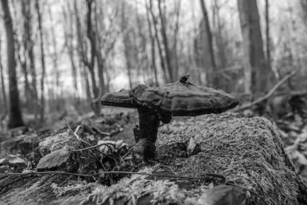 Ormandaki bir mantarın siyah beyaz resmi.