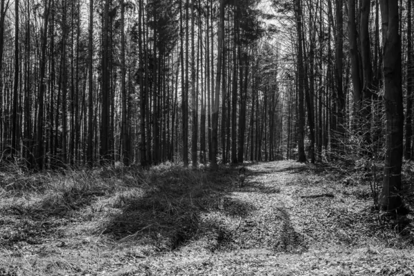 Karanlık ormanda bahar