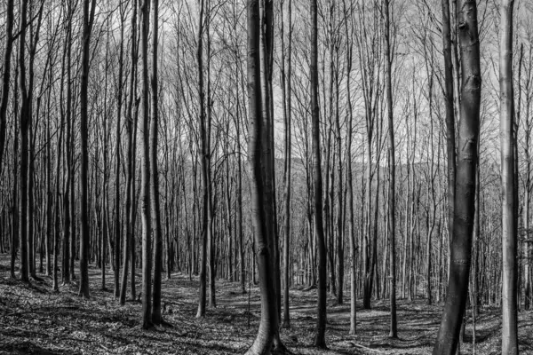 Dağlardaki ormanın siyah beyaz fotoğrafı