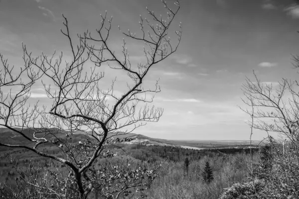 Ormandaki ağaç dalları