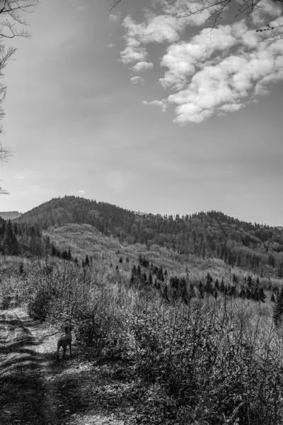 Dağlarda bir ağacı olan siyah ve beyaz bir manzara