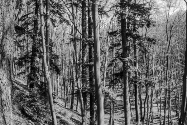 bir ağacın siyah beyaz fotoğrafı