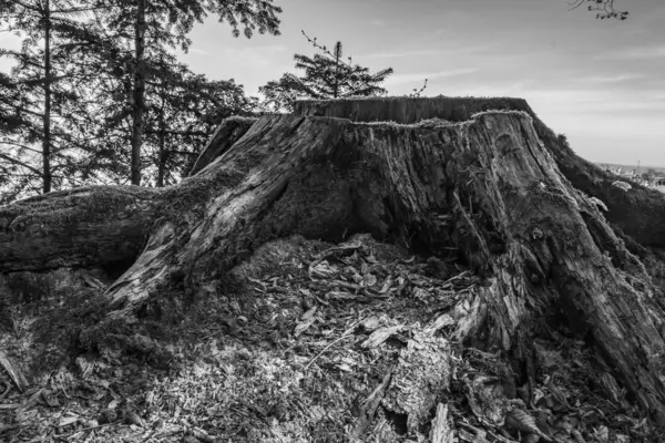 Ormandaki ağaç köklerinin dikey çekimi.