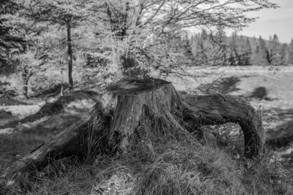 Siyah beyaz bir ormanın güzel bir görüntüsü.