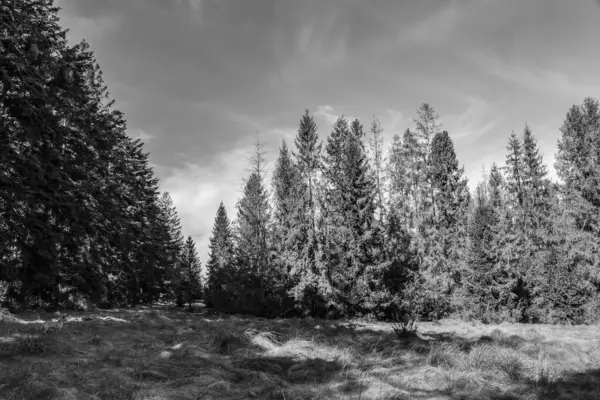 çam ağaçları kış orman