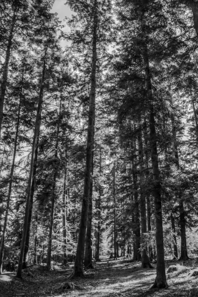 Ormandaki ağaçların ve ormanın siyah beyaz fotoğrafı.