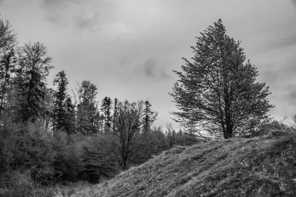 Ağaçlı bir dağ manzarasının siyah beyaz görüntüsü, Karpat dağlarında bulutlu bir gün, Ukrayna