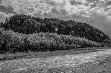 Ağaçlı bir tarlanın siyah ve beyaz manzarası