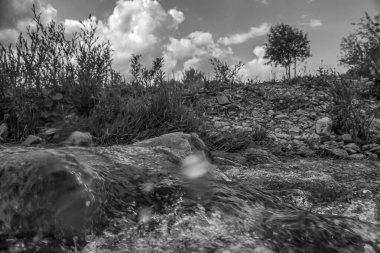 Ormanda bir ağacı olan güzel bir manzara.