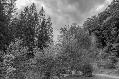 bir ormanın siyah beyaz fotoğrafı