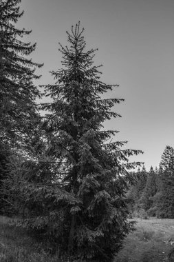 Ormandaki bir ağacın siyah beyaz fotoğrafı.