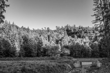 Ormanda ahşap köprü