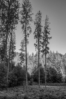 Gündüz vakti ormandaki ağaçların gri tonlu görüntüsü.