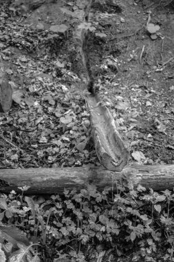 Eski ağaç gövdesi dokusu