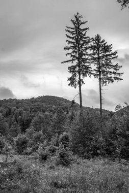 Ağaçlarla çevrili bir dağın dikey görüntüsü.