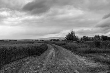 Gri tonlu bir tarla görüntüsü.