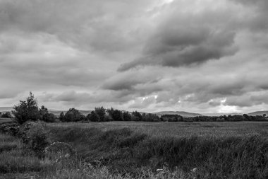 Ağaçlı ve bulutlu arkaplanı olan bir tarlanın güzel gri tonlu görüntüsü