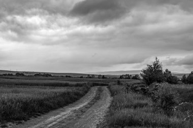 Kuzey Polonya 'nın kırsalında bulutlu bir gökyüzünün altında ağaçlardan oluşan güzel bir arazi.