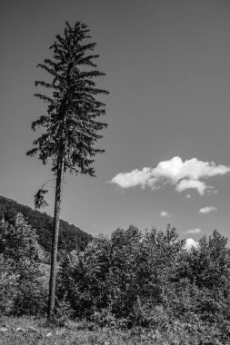 Ormandaki ağaç dalları