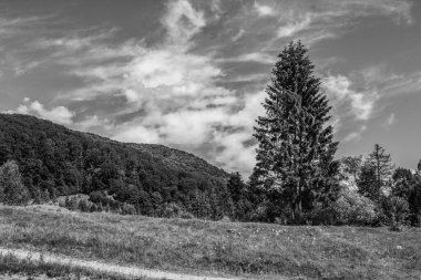 Karpat Dağları ve Polonya 'daki dağ manzarasının dikey görüntüsü.