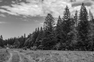 Orman ve arka plandaki ağaçlar.