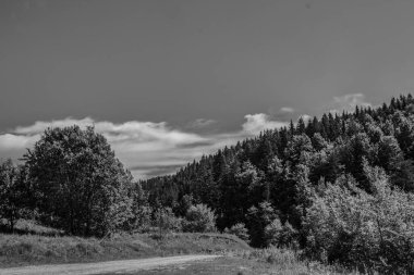 Gri tonlu ağaçlar ve bulutlu bir gökyüzü.