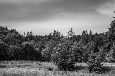 Ormandaki bir çam ağacının siyah beyaz resmi