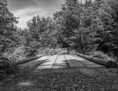 Ormandaki bir köprünün siyah beyaz fotoğrafı.