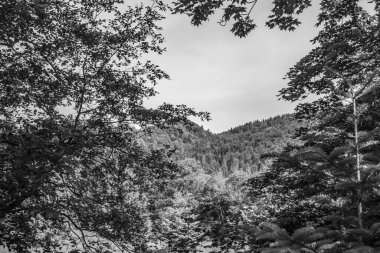 Dağ ormanının siyah beyaz fotoğrafı