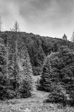 Ağaçlı ve ormanlı güzel dağ manzarası
