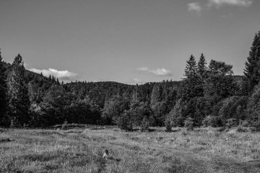 Ormandaki bir ağacın siyah beyaz fotoğrafı.