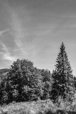 Dağlardaki ormanın siyah beyaz fotoğrafı.