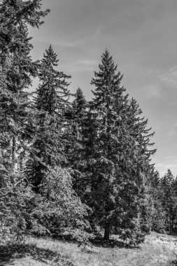 Ormanda ve Slovakya 'da ağaçların siyah ve beyaz görüntüsü