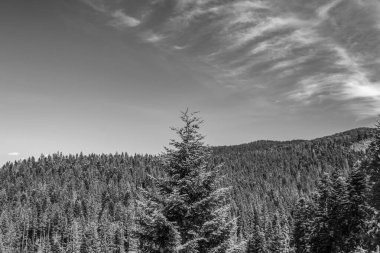 Karpatya 'daki siyah beyaz dağ