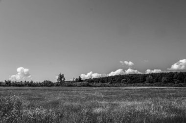 Ağacı ve gölü olan güzel bir manzara.