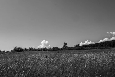 Çimen tarlası ve bulutlu gökyüzü.