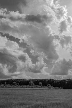 Bulutlu bir gökyüzünün altındaki ağaçların gri tonlu görüntüsü.