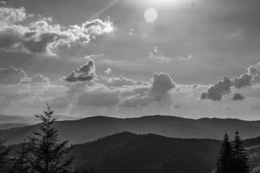 Ormanın güzel manzarası