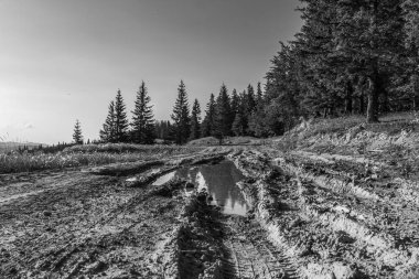 Ormandaki toprak yolun dikey görüntüsü.