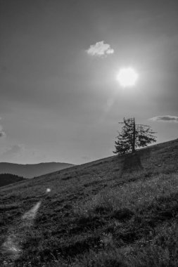 Ormandaki ağaçların dikey görüntüsü