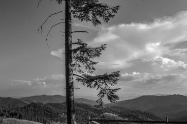 Dağları ve ağaçları olan güzel bir manzara.