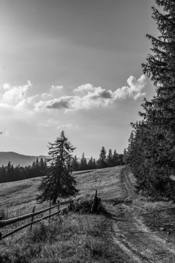 Arka planda ağaçlar ve ormanlar olan güzel bir tarla görüntüsü.