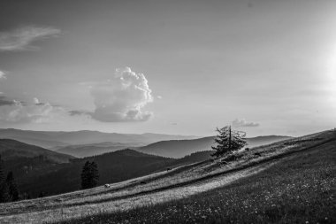 Karpat Ormanı 'nın güzel manzarası