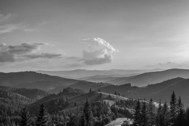 Yazın ormanda ağaçlarla kaplı siyah ve beyaz Karpat dağları.